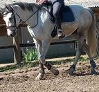 Hongre sf 7 ans