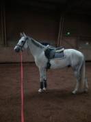 Hongre sf 7 ans