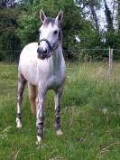 Hongre sf 7 ans