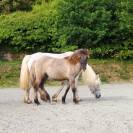 Pouliche Highland