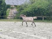 Pouliche Highland