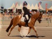 PONEY DE DRESSAGE NIVEAU AS ELITE