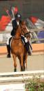 PONEY DE DRESSAGE NIVEAU AS ELITE