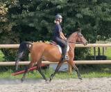 Jument Pur Sang Arabe - 6 ans 