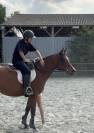 Jument Pur Sang Arabe - 6 ans 