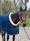 Jument - Lady Venesi - 4 ans - Trotteur Francais 