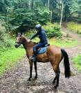 Superbe Hongre 4 ans polyvalent G5