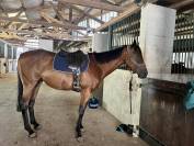 Superbe Hongre 4 ans polyvalent G5