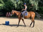 Superbe Hongre 4 ans polyvalent G5