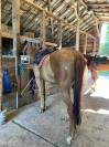 Magnifique hongre de 6 ans - Top G4