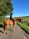 Magnifique hongre de 6 ans - Top G4