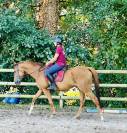 Magnifique hongre de 6 ans - Top G4
