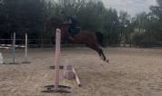 Jument 4 ans a vendre paca