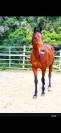 Demi pension Caillotin psa 10ans 1m70