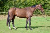 Gelding Selle Français For sale 2018 Bay