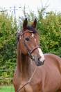 Gelding Selle Français For sale 2018 Bay