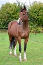 Gelding Selle Français For sale 2018 Bay