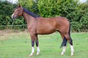 Gelding Selle Français For sale 2018 Bay
