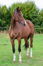 Gelding Selle Français For sale 2018 Bay