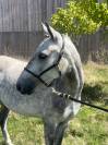 Poney Français de Selle type Welsh
