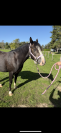 Poney hongre 2 ans welsh part bred