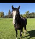 Poney hongre 2 ans welsh part bred
