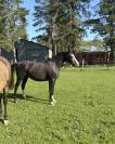 Poney hongre 2 ans welsh part bred