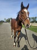 Très belle jument PS de 4ans, caractère froid, 170cm 