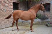 Poulain Pure Race Espagnole  PP Robe alezane 17 mois