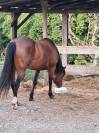 Jument quarter horse PP