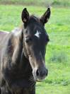 foal par Colestus