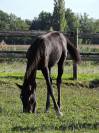 foal par Colestus