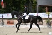Hongre noir 13 ans DRESSAGE