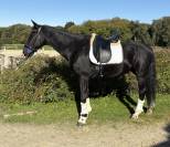Hongre noir 13 ans DRESSAGE