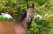 Gelding Zangersheide For sale 2022 Bay
