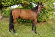 Gelding Zangersheide For sale 2022 Bay