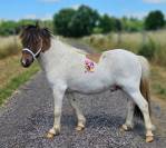 LOT DE 6 PONEYS PLEINS PAPIERS