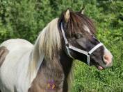 LOT DE 6 PONEYS PLEINS PAPIERS