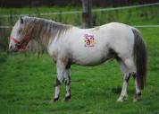 LOT DE 6 PONEYS PLEINS PAPIERS