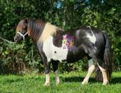LOT DE 6 PONEYS PLEINS PAPIERS