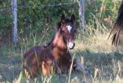 Superbe pouliche Welsh Cob baie 2025