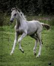 Puledro Welsh Part Bred In vendita 2025 Pezzato ,  KEIZERSKROON EDISON