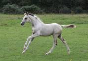 Puledro Welsh Part Bred In vendita 2025 Pezzato ,  KEIZERSKROON EDISON