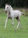 Puledro Welsh Part Bred In vendita 2025 Pezzato ,  KEIZERSKROON EDISON