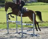 Mare KWPN Dutch Warmblood For sale 2016 Bay