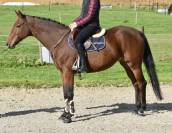 Mare KWPN Dutch Warmblood For sale 2016 Bay
