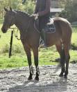 Mare KWPN Dutch Warmblood For sale 2016 Bay
