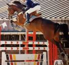 Mare KWPN Dutch Warmblood For sale 2016 Bay