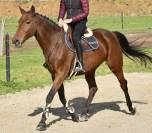 Mare KWPN Dutch Warmblood For sale 2016 Bay