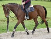 Mare KWPN Dutch Warmblood For sale 2016 Bay